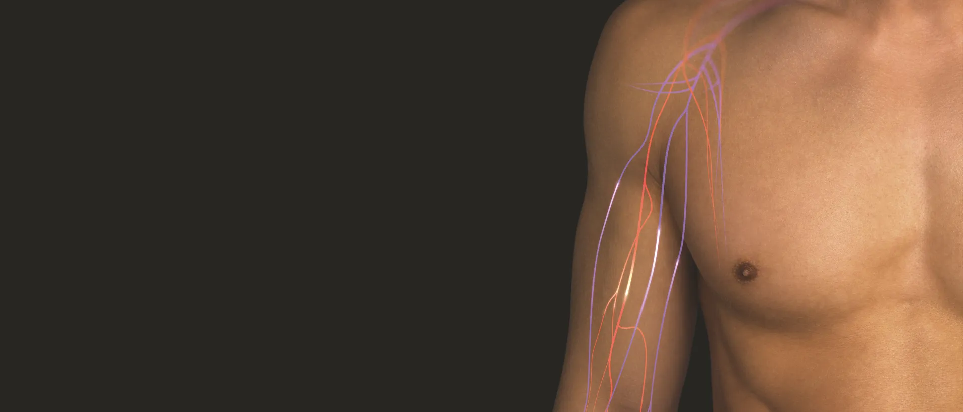 05_Blood-Circulation